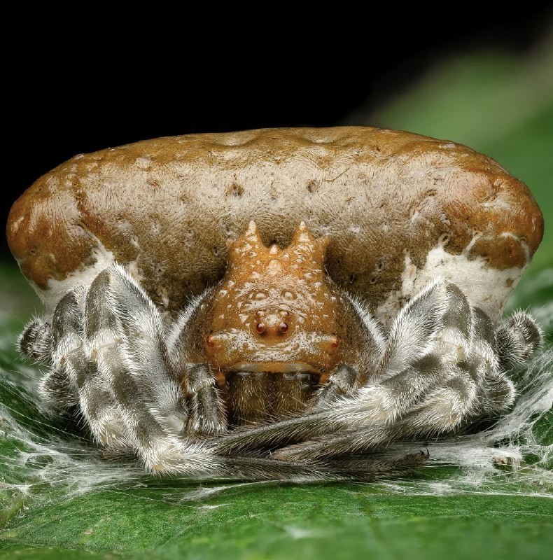 Паук Болас лат. Mastophora cornigera 