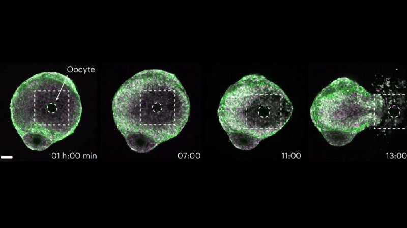 Новая технология позволила сфотографировать процесс овуляции в живых клетках