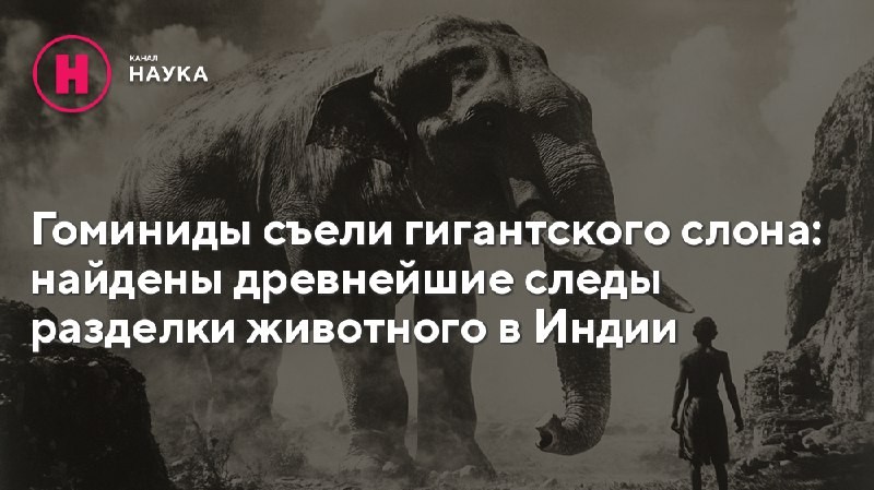 Недавно в Индии ученые обнаружили останки древнего слона неизвестного вида. На костях...