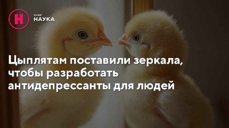 Профессор психологии и фармакологии из Университета Миссисипи Кеннет Суфка объединился с британскими...