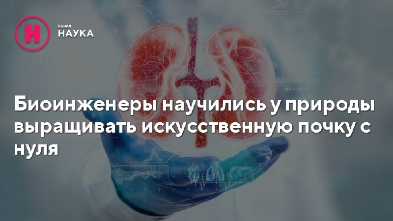 Ученые всего мира бьются над выращиванием искусственной почки из стволовых клеток. Но...