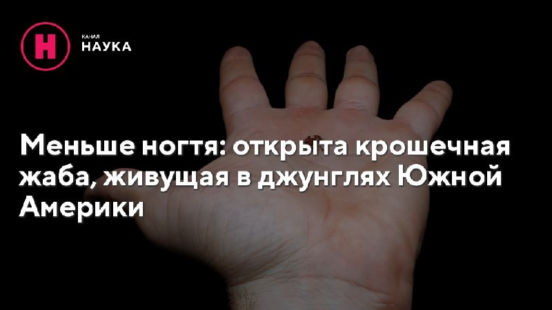 Биологи в Бразилии открыли новый вид крошечных лягушек. Это миниатюрное земноводное длиной...