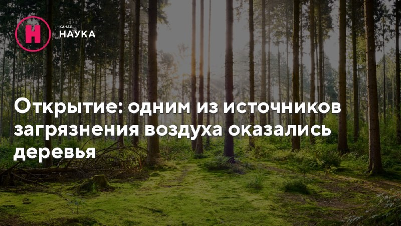 Деревья выбрасывают в атмосферу около 600 миллионов тонн изопрена ежегодно, сообщил химик,...