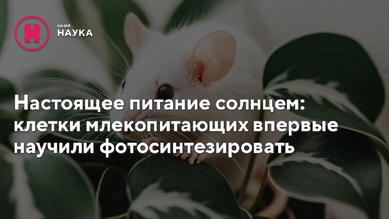 Впервые получилось объединить хлоропласты с клетками животных, что дает надежду на новый...