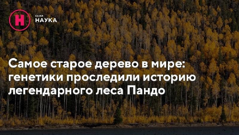 Генетический анализ древнейшего и одного из самых крупных растений в мире, осины...