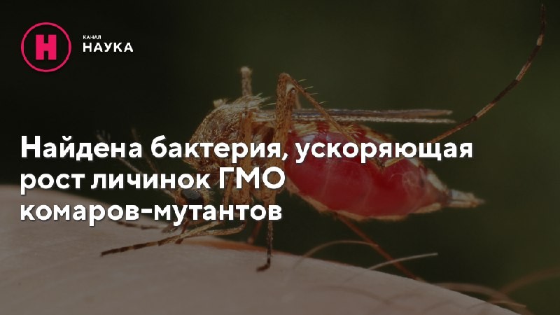 Бактерии Asaia применят для ускорения заражения комариной популяции бесплодными и некусающимися особями.