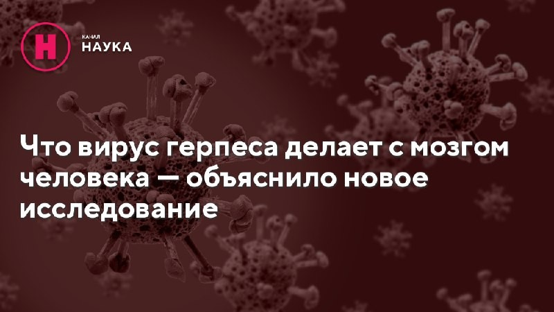 Одно из первых исследований, показывающих, как герпес проникает в мозг и что...