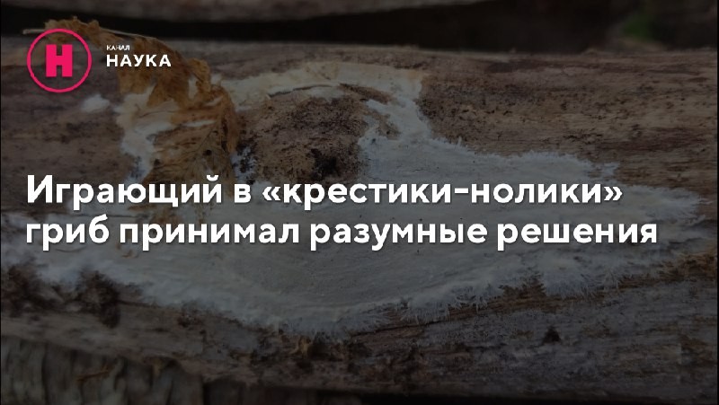 Могут ли организмы без мозга демонстрировать признаки интеллекта?