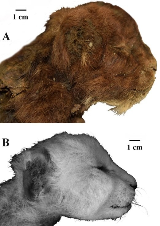 Впервые изучен почти идеально сохранившийся саблезубый котенок из Якутии