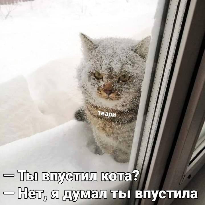 Кошатники тут?